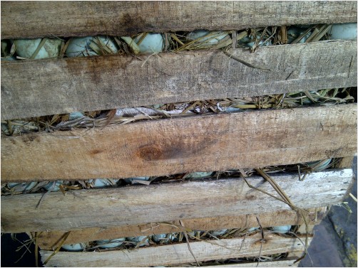 A package of duck eggs